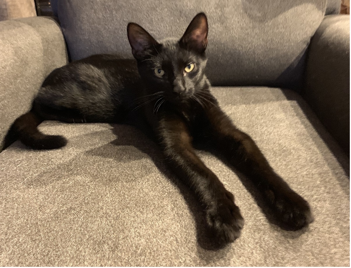 halloween stuffed cat