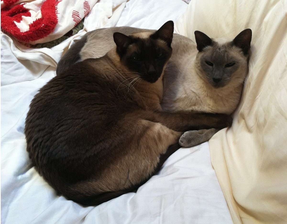 Siamese Cats As Pets How To Live With This Royal Breed Caticles