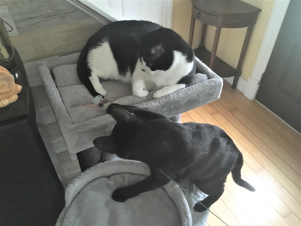 play on top of condos bring fun to your cat