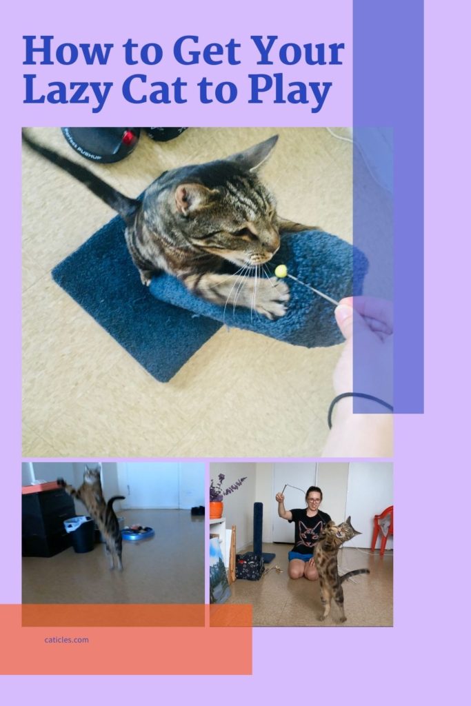 My Cat Isn't Interested in Playing! Jess Caticles