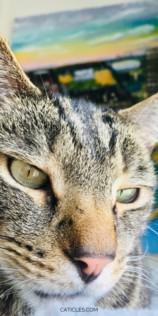 How to Keep a Cat Entertained in an Apartment Complete Guide