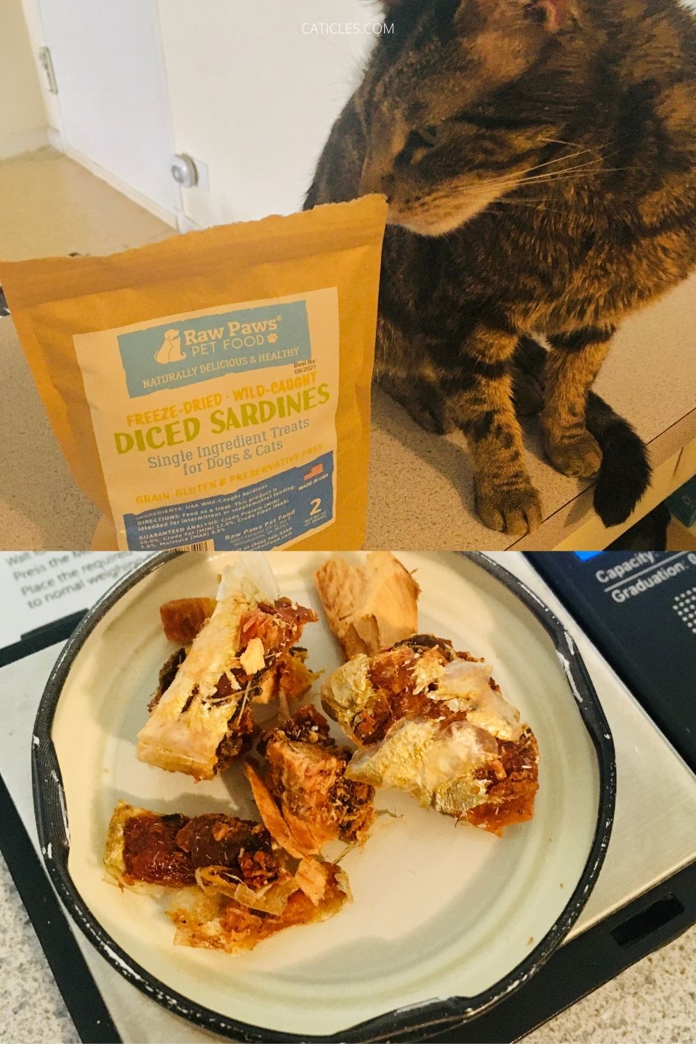 best raw cat food delivery