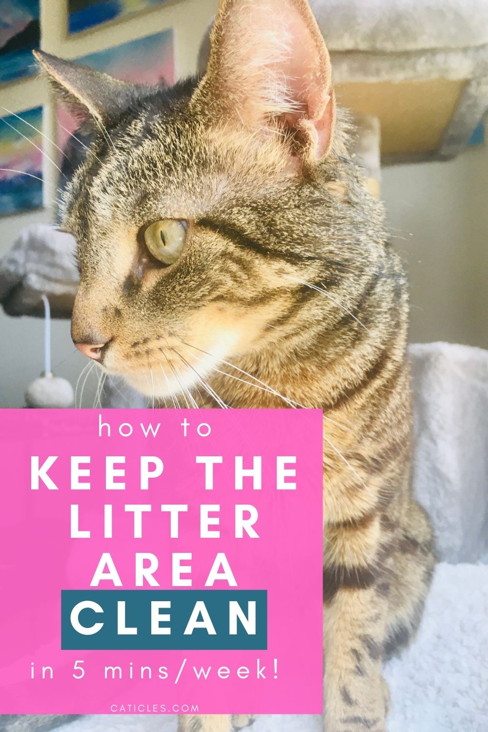 pin image how to keep the litter area clean