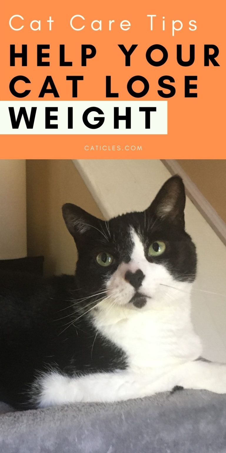 Cat Weight Loss Program for Your Cat that Won't Lose Weight CATicles