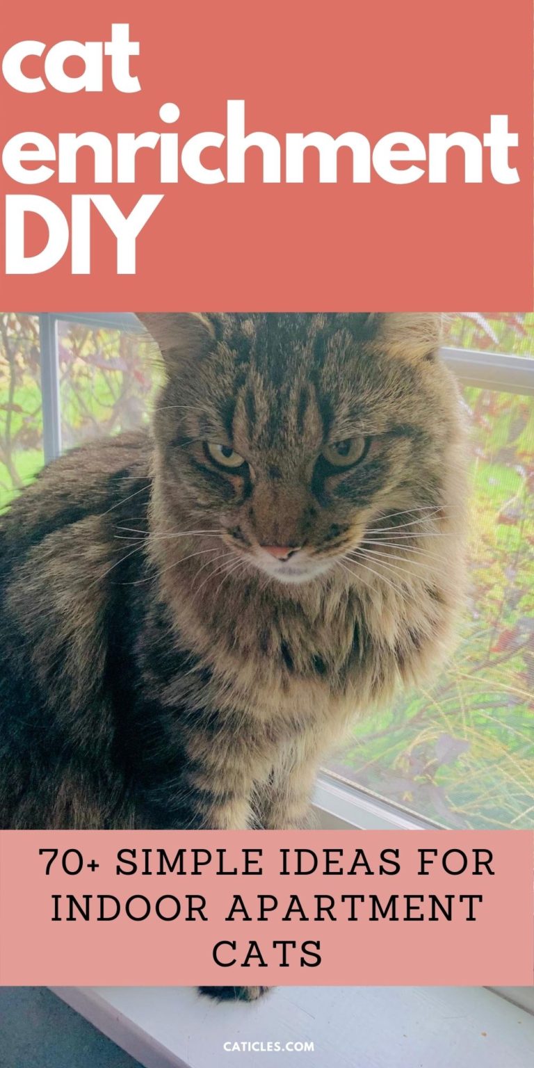 Cat Enrichment DIY 70+ Indoor Cat Happiness Ideas