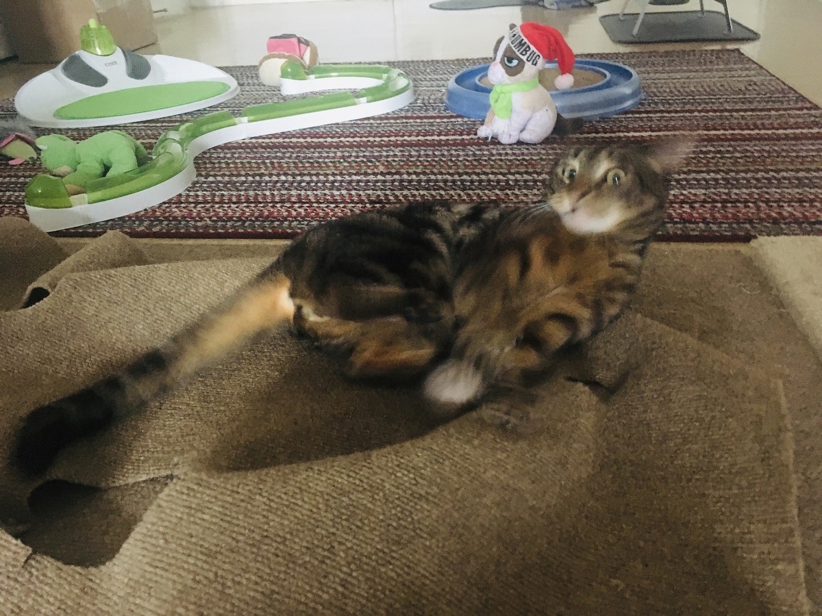 cat toy rug