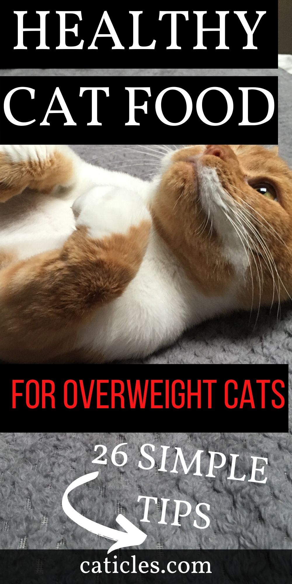 Cat Weight Loss Program 26 Tips for a Healthier Cat Caticles
