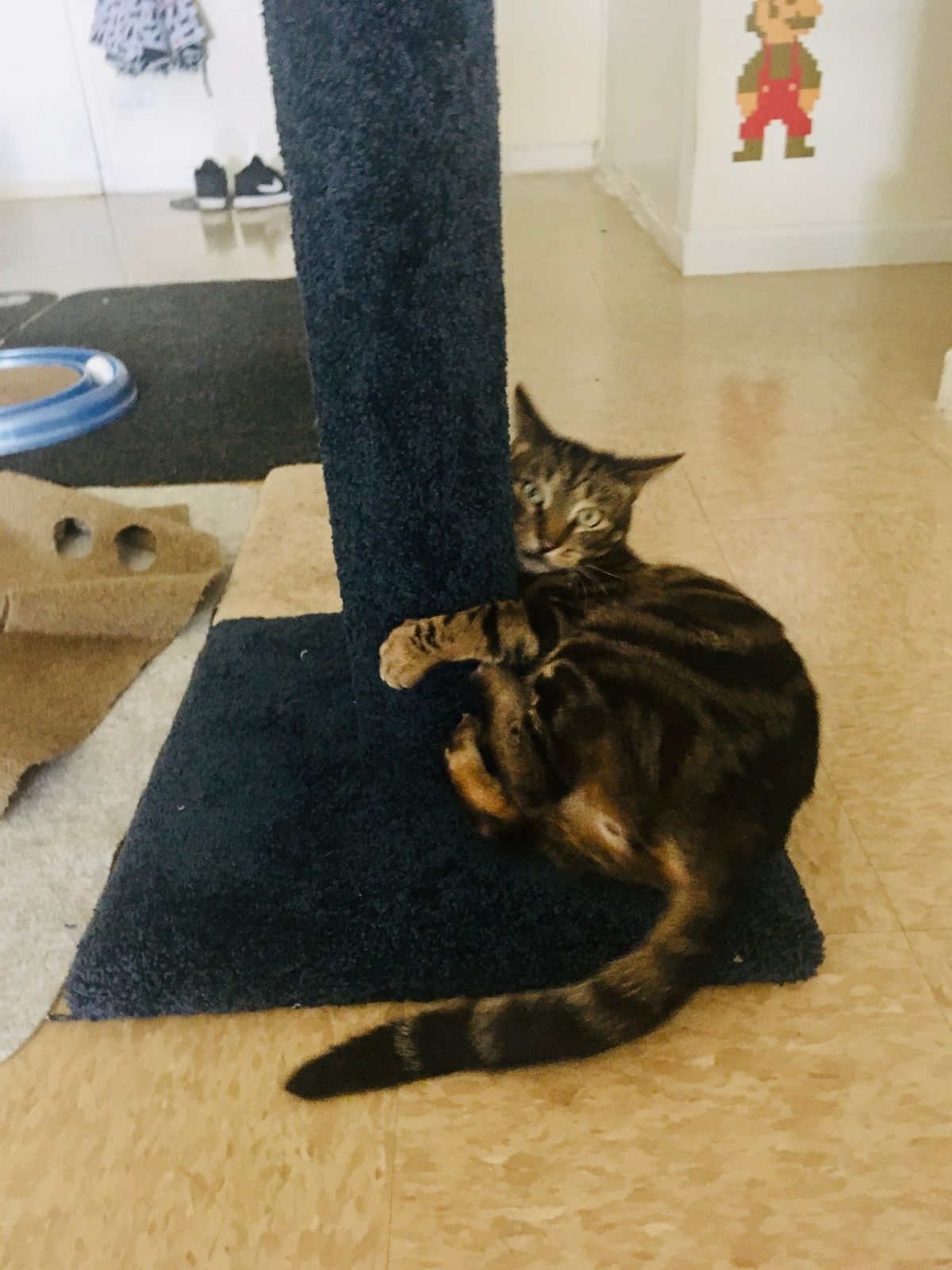 catsplay scratching post
