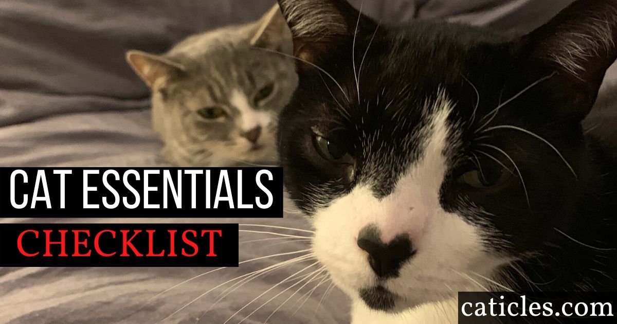 essential things for cats