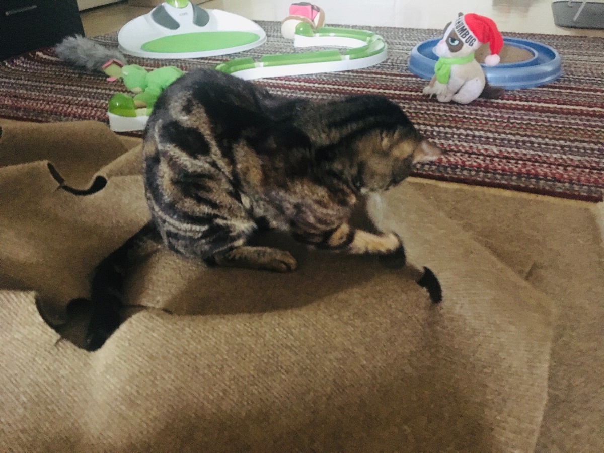 cat pawing at ripple rug