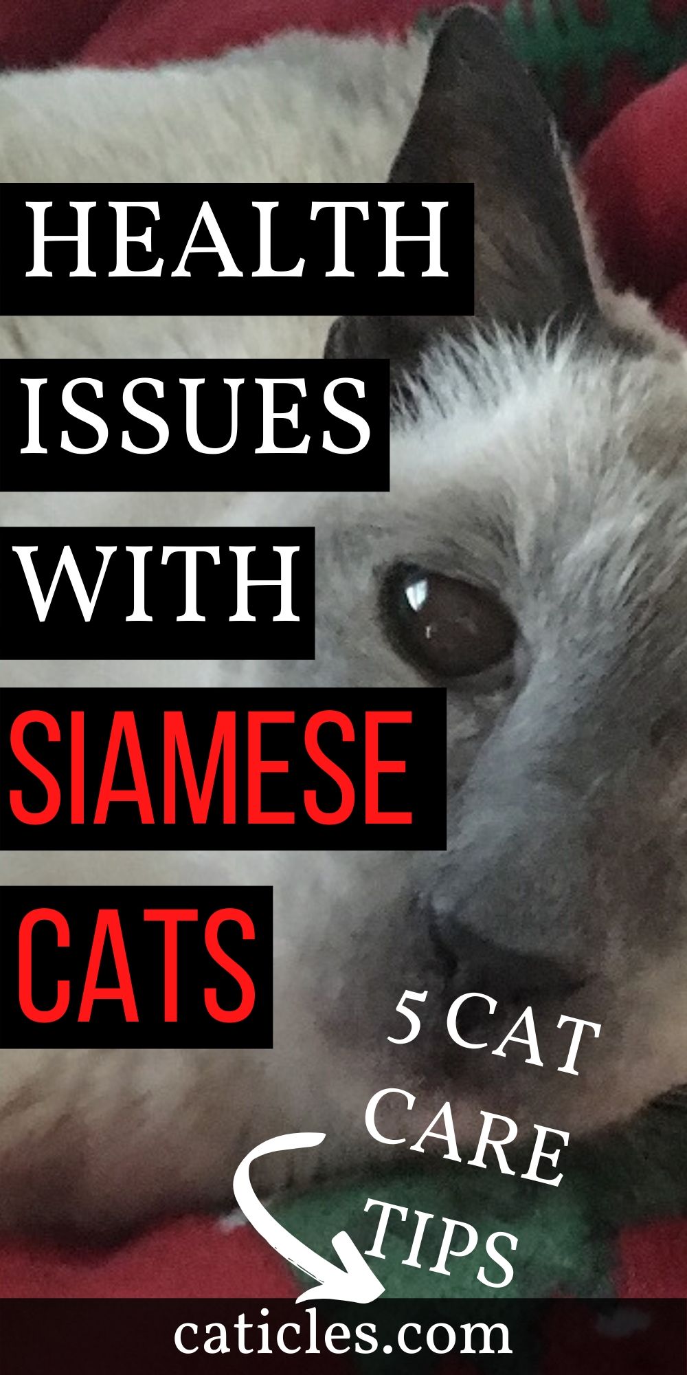 Siamese Cats as Pets: How to Live with This Royal Breed - Caticles - Chronic Fel In Siamese Breed