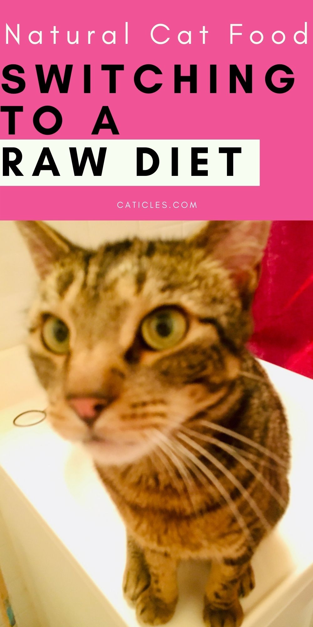 How Do You Feed a Cat a Raw Diet Safely? What's the Best?
