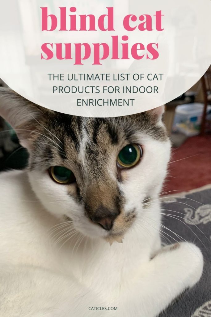 Best Products for Blind Cats and Care Tips from a Cat Pro CATICLES
