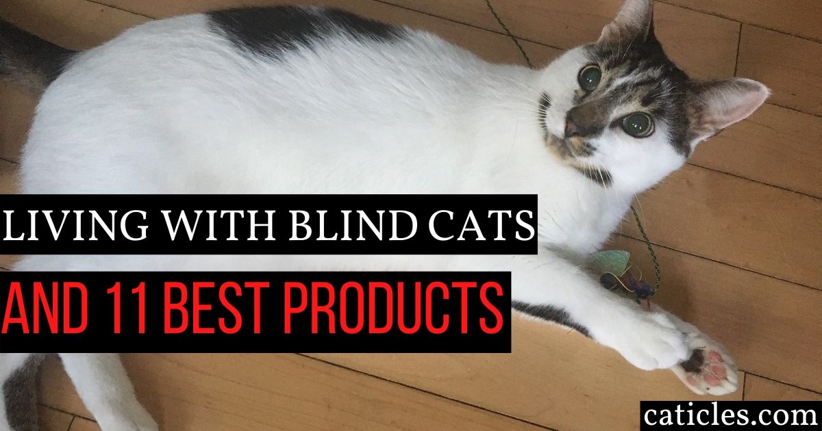 kulstof Kan ikke læse eller skrive type Best Products for Blind Cats and Care Tips from a Cat Pro - Caticles