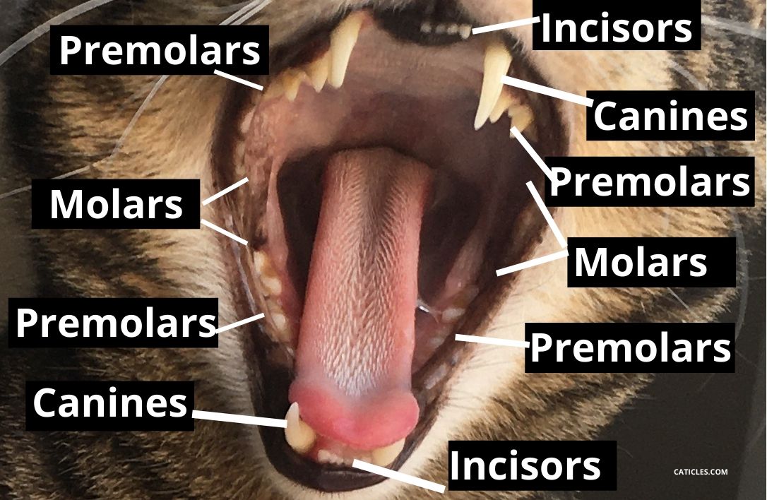 Healthy Cat Teeth and Natural Cat Dental Care Products