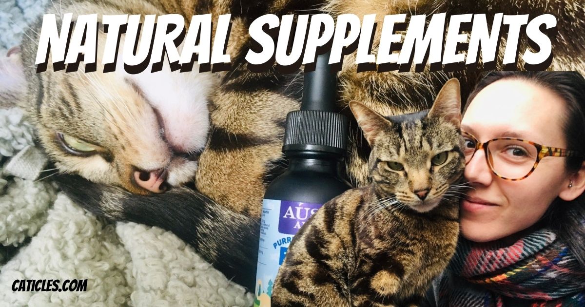 Cat Dandruff Why It Happens And How To Treat It King Kanine atelier