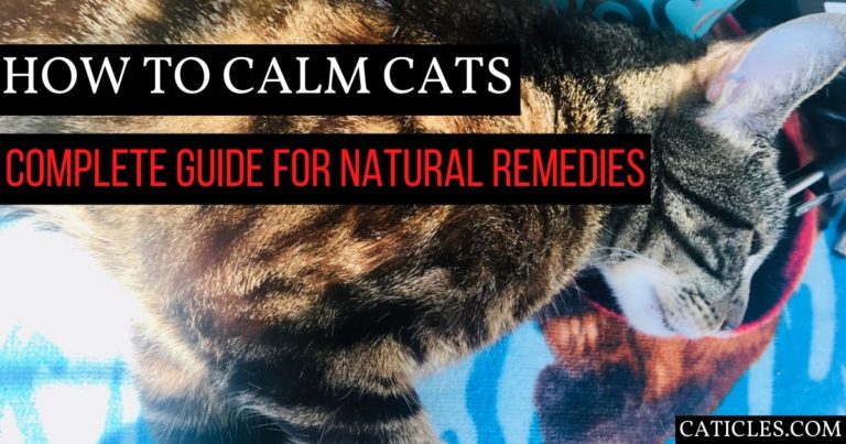 stressed cats remedies