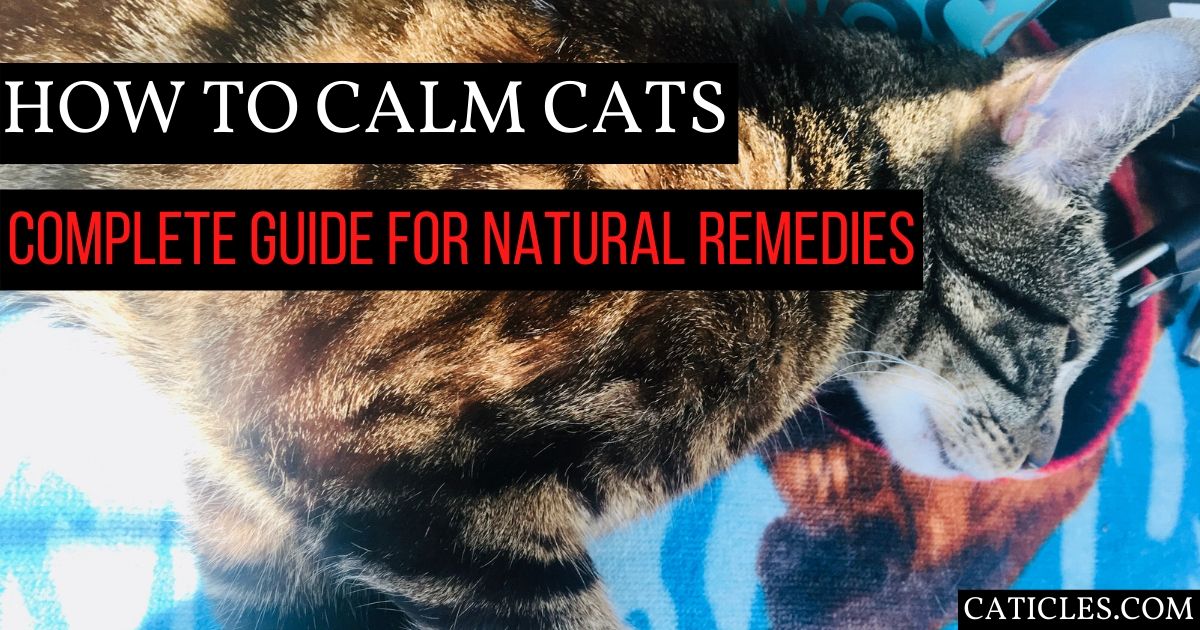 natural stress relief for cats
