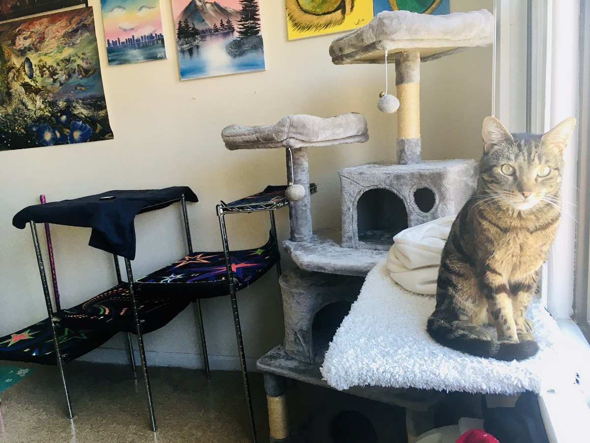 Cats Happy Keeping Indoor Cats Entertained How To Keep Cat