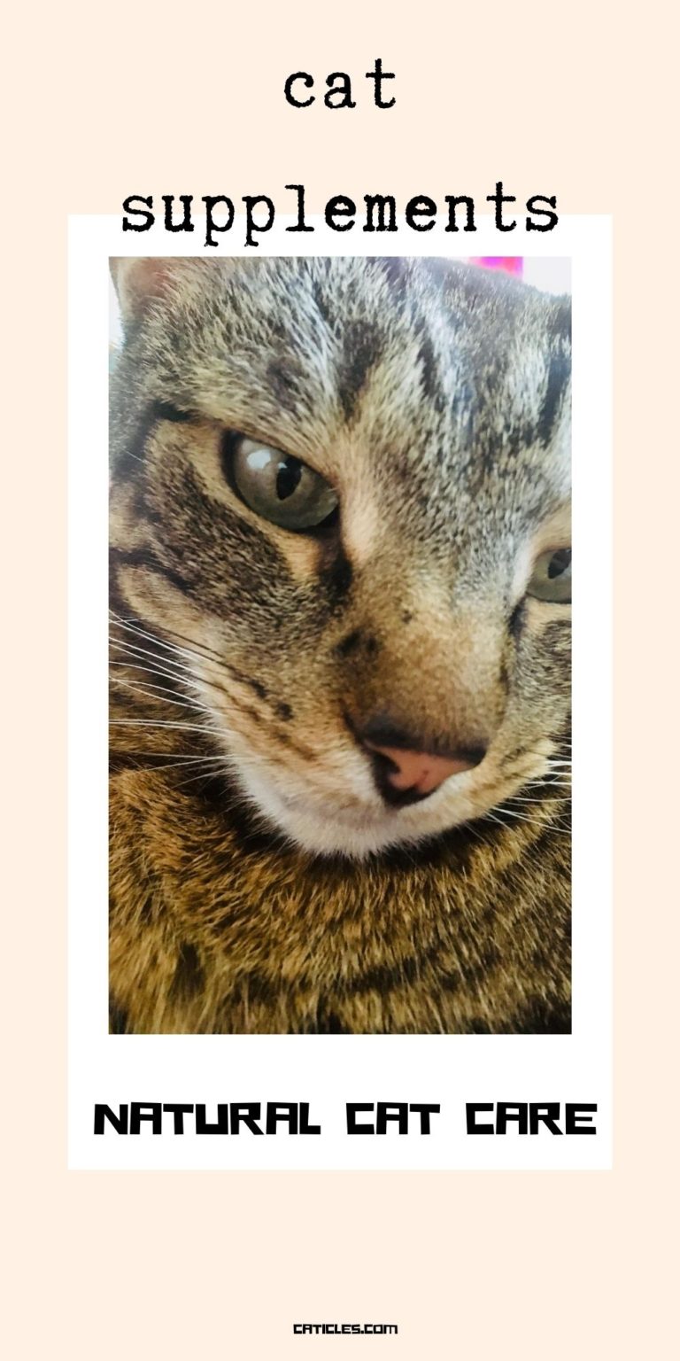 Home Remedies for Dry Skin on Cats Natural Remedies That Work