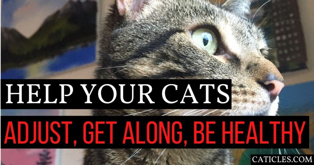How to Help Cats Get Along, Adjust to a New Home, and Be Healthy