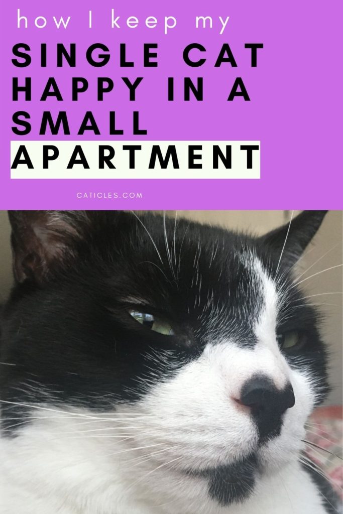 Exactly How to Keep a Single Cat Happy in an Apartment