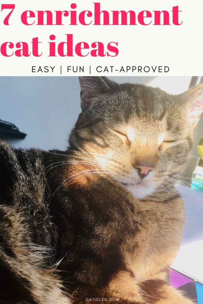 7 Single Cat Household Hacks That Make Your Cat Less Lonely - Caticles