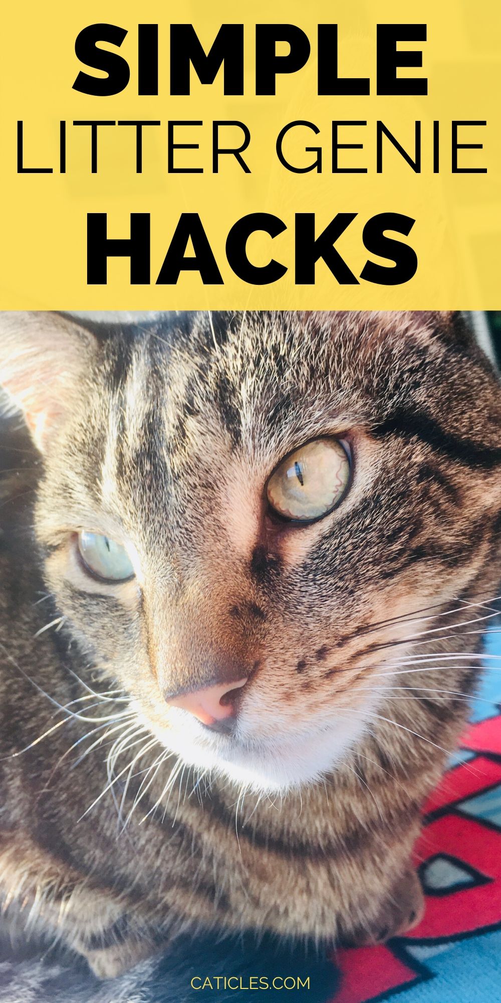 Litter Genie Hacks [Simple and Cheap DIY Tutorial]