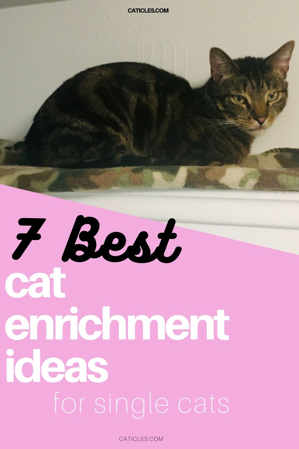 7 Single Cat Household Hacks That Make Your Cat Less Lonely - Caticles