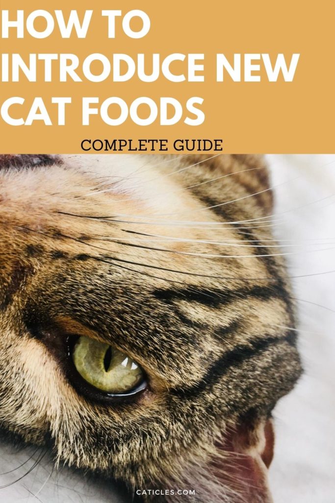 How to Transition Cat Food Gradually the Right Way Jess Caticles