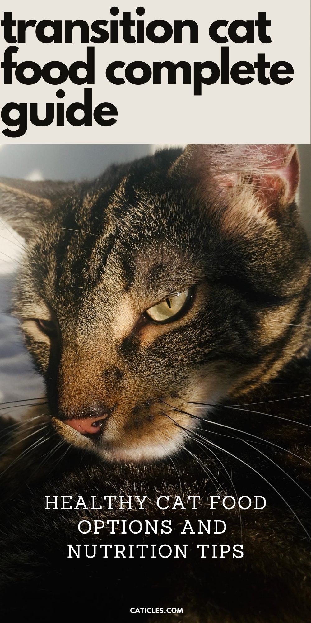 Transition Food For Cats