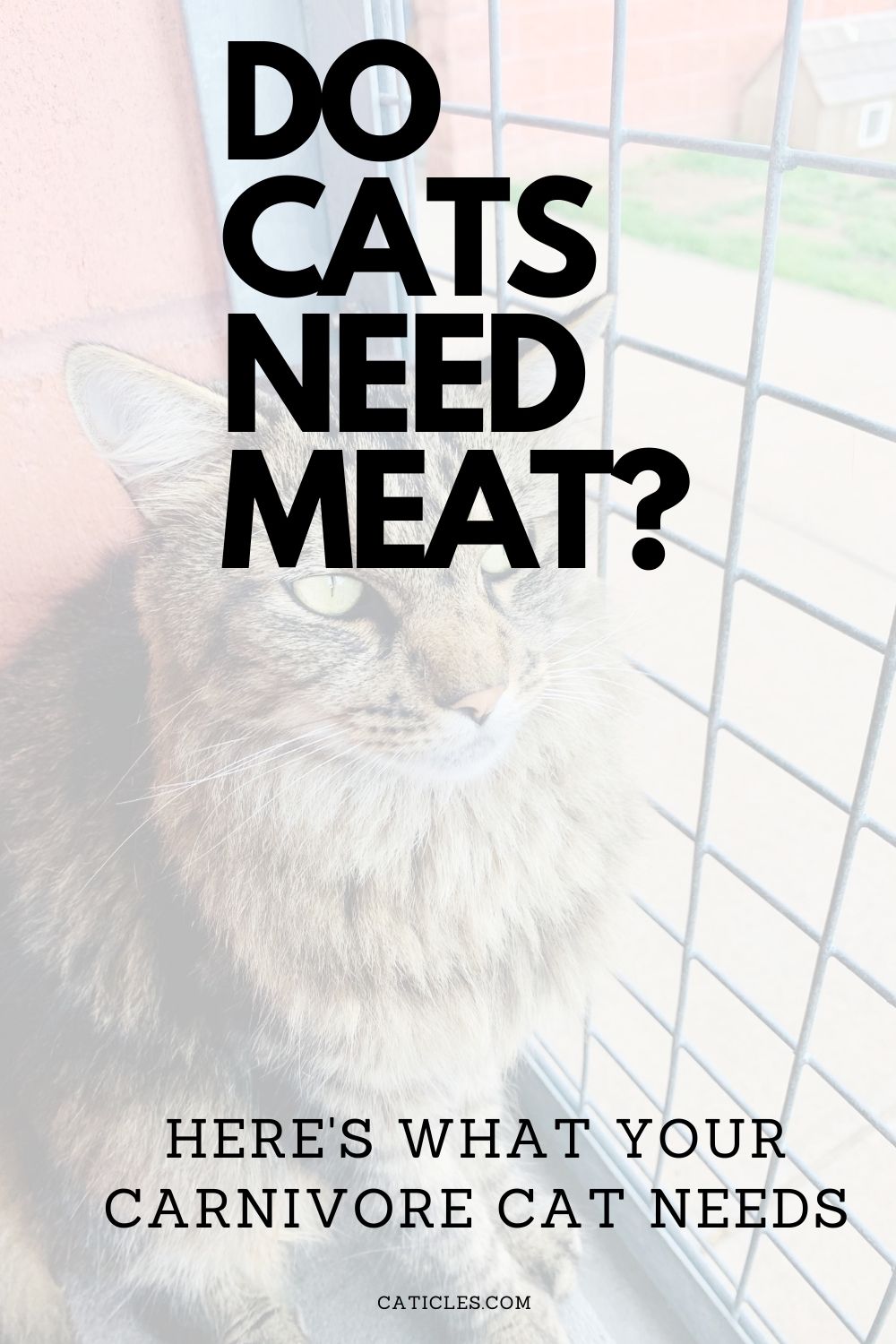 do cats need meat