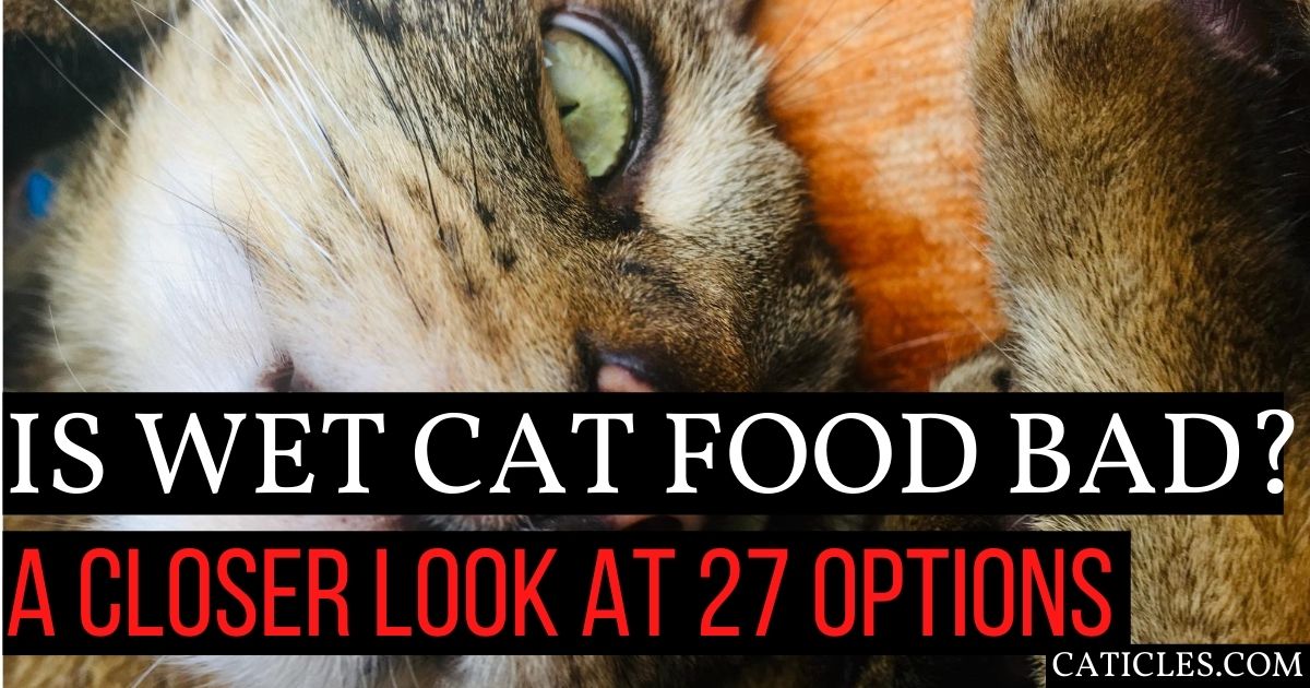 Is Wet Cat Food Bad For Cats A Closer Look At 27 Different Options