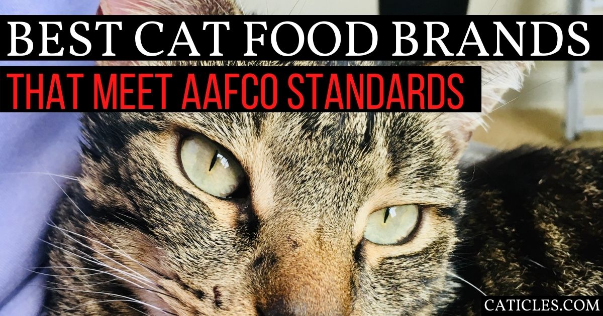 AAFCO Approved Cat Food Brands Don't 