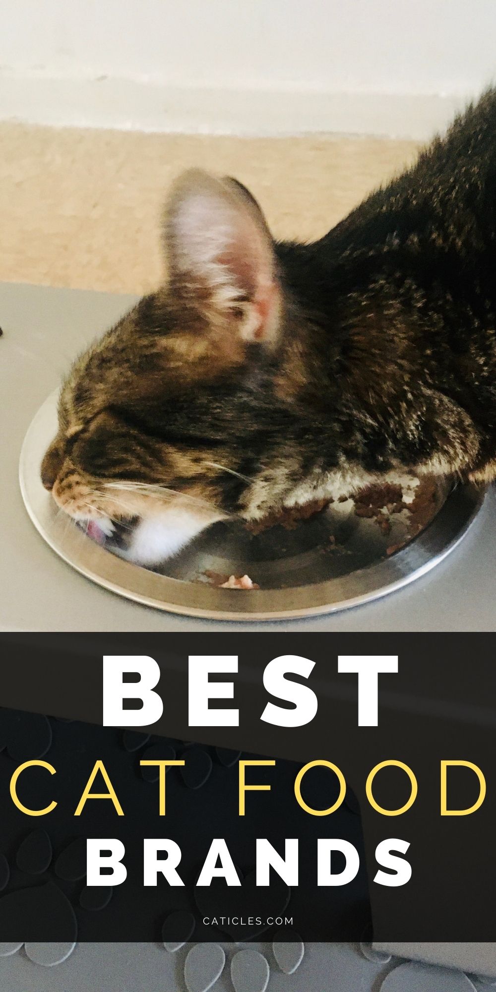 AAFCO Approved Cat Food Brands Don't Exist! Here's Why