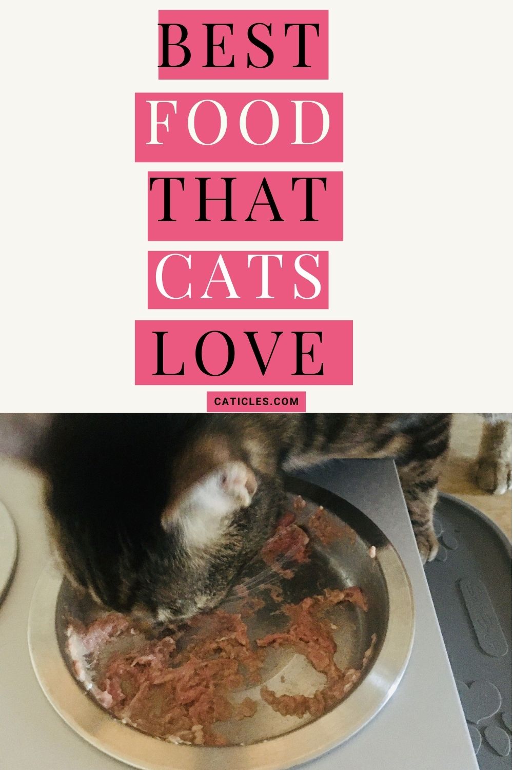 What Food do Cats Love? Best Food for Cats Guide] CATICLES