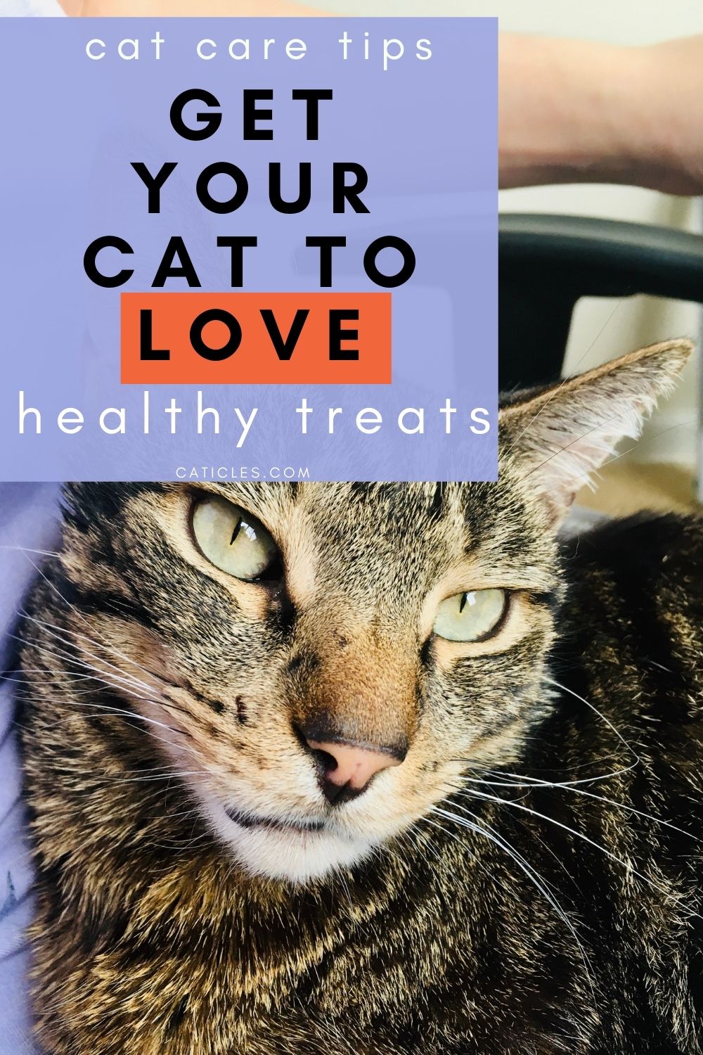 Are cat treats bad for cats