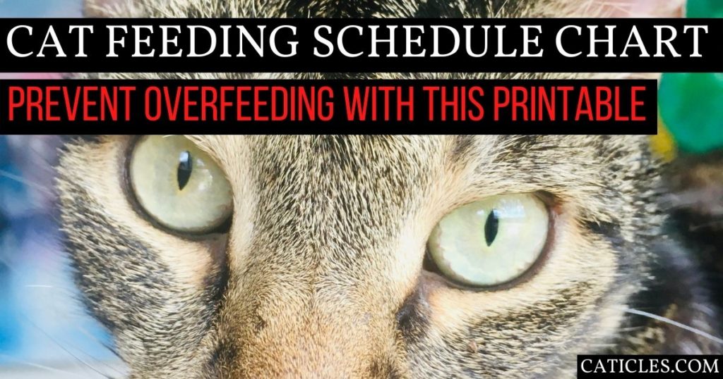 Cat Feeding Schedule Chart [How Many Times to Feed Guide]