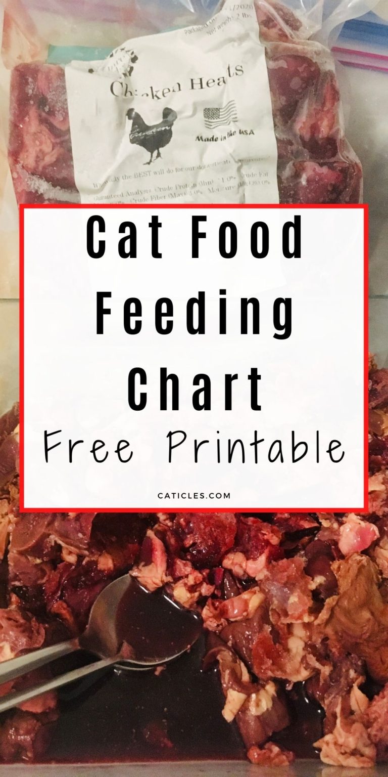 Cat Feeding Schedule Chart [How Many Times to Feed Guide]