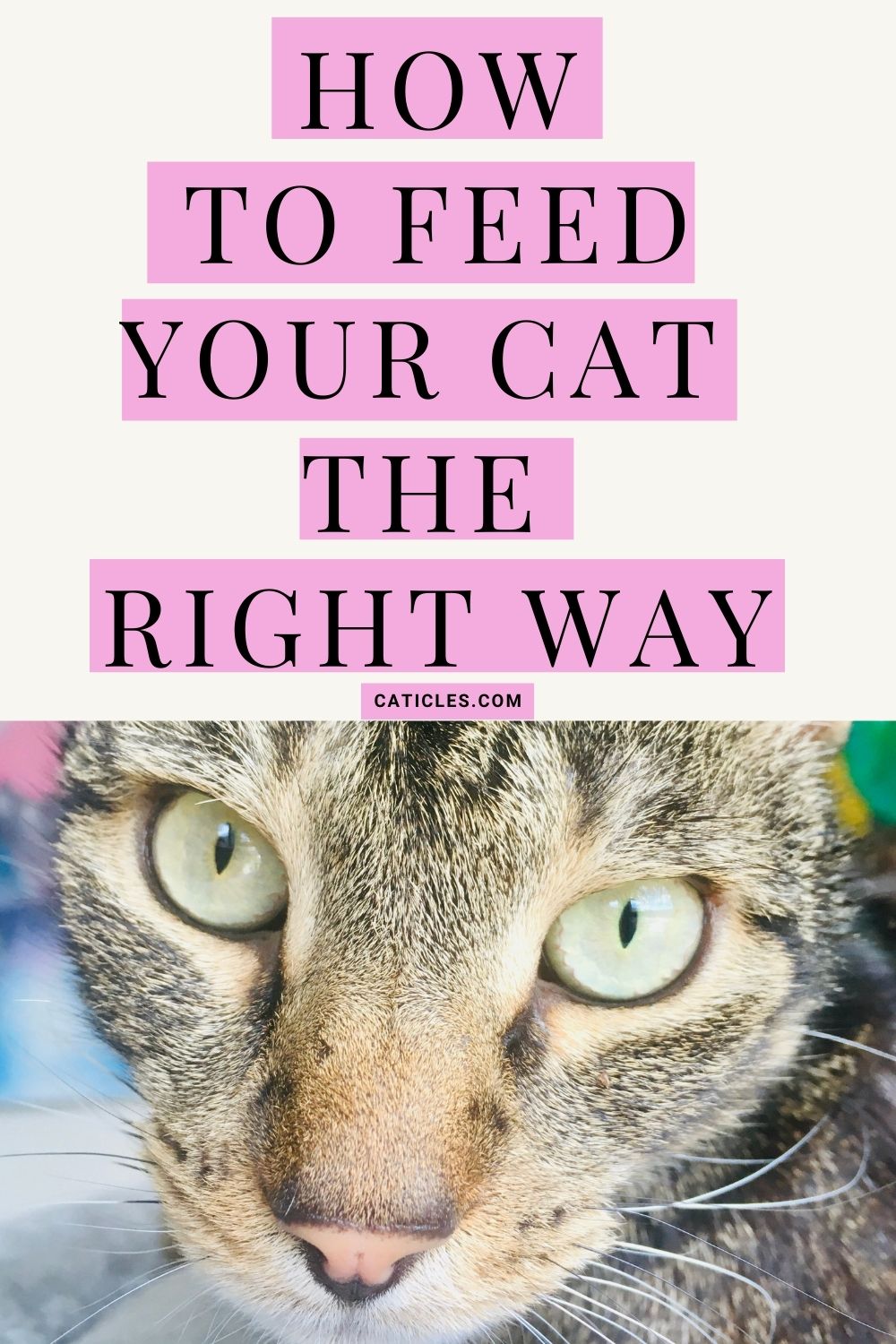 Cat Feeding Schedule Chart Jess Caticles