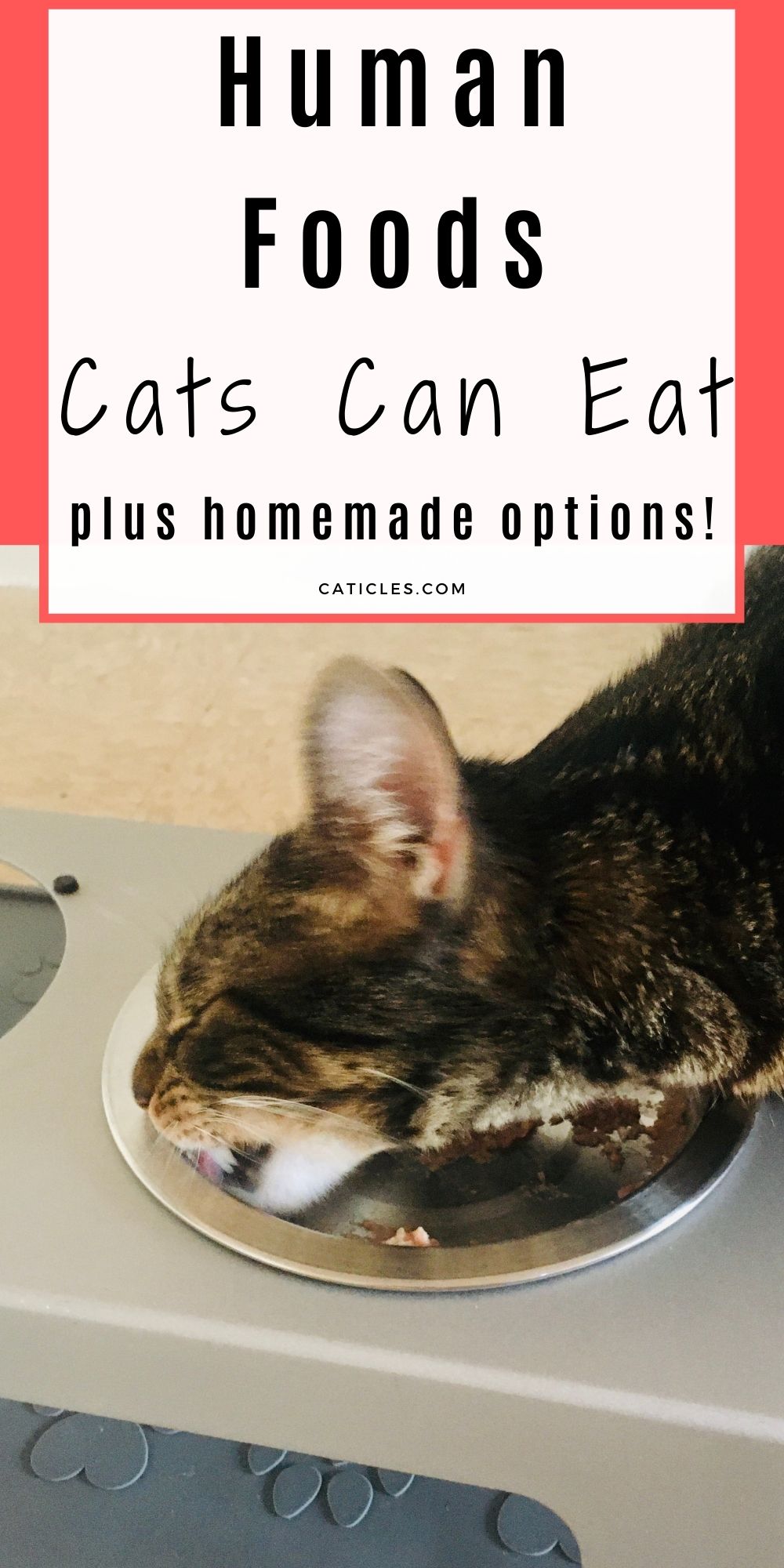 What Food do Cats Love? Best Food for Cats Guide] CATICLES