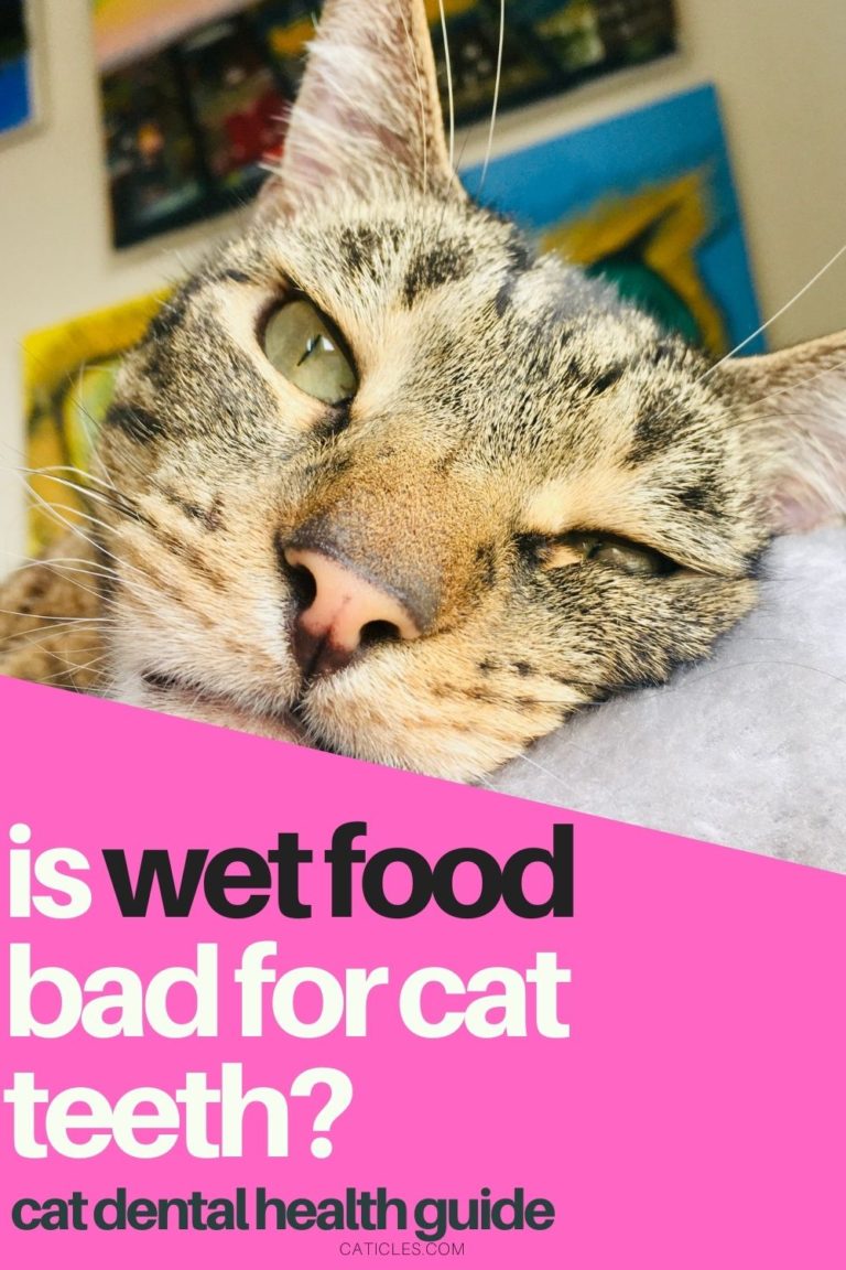 Is Wet Food Bad For Cats Teeth Dental Health Guide CATicles