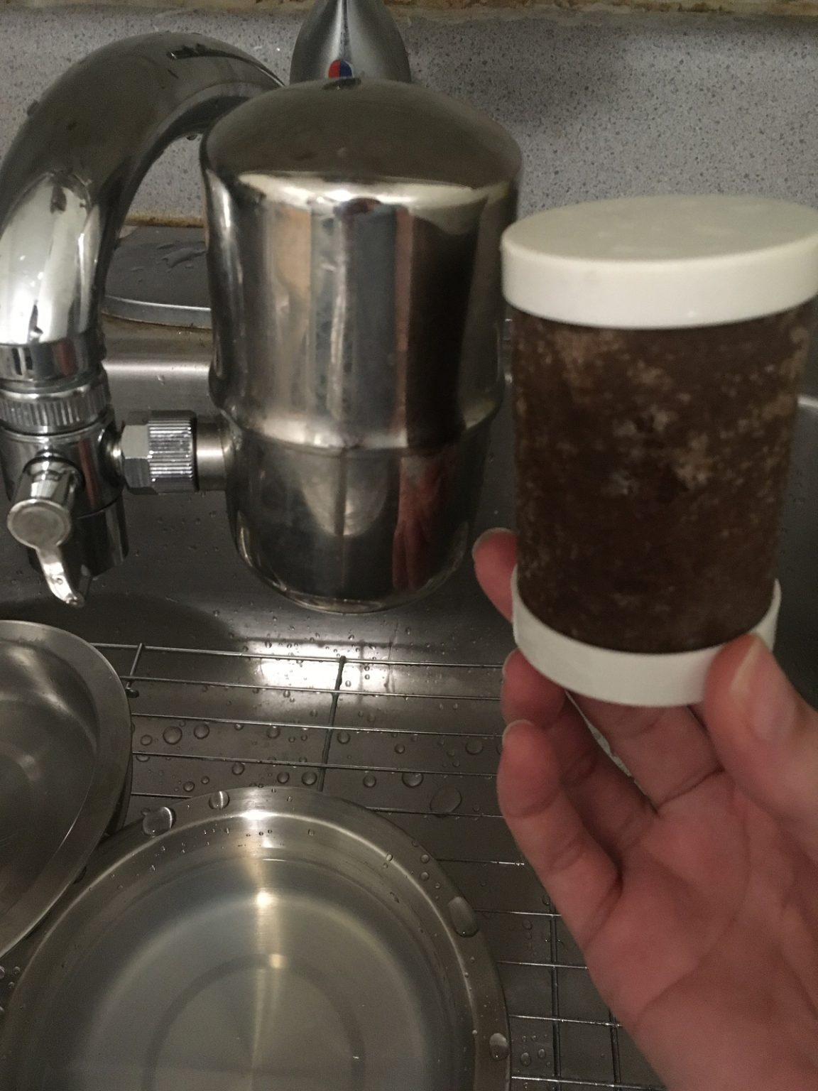 Pink Residue in Cat Water Bowl Is Bacteria! Jess Caticles