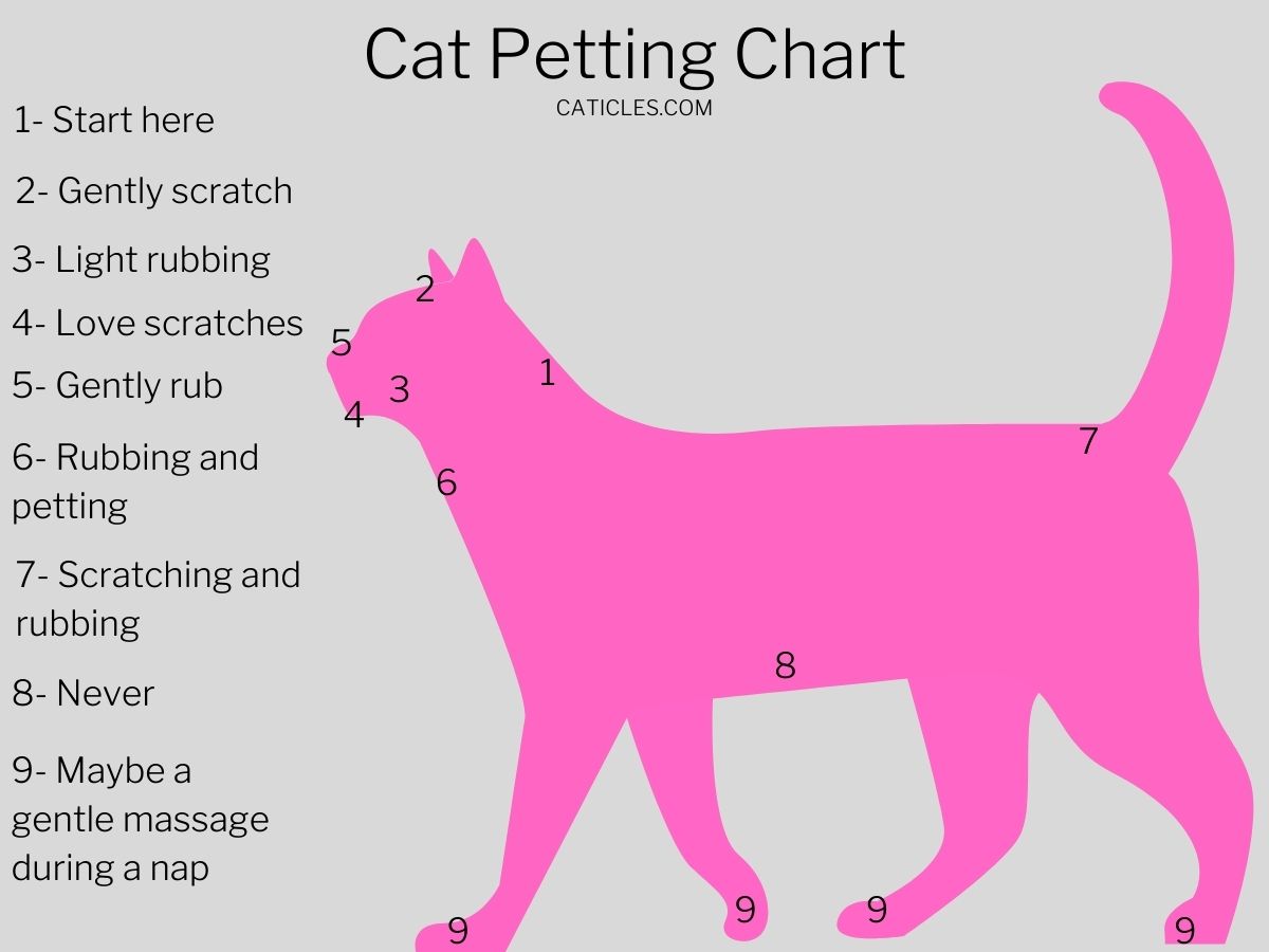 How to Pet a Cat [with Pictures] Where Cats Like to be Petted CATicles