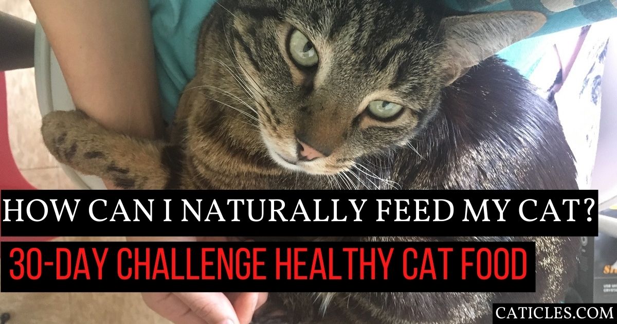 How Can I Naturally Feed My Cat? Best Food and Nutrition