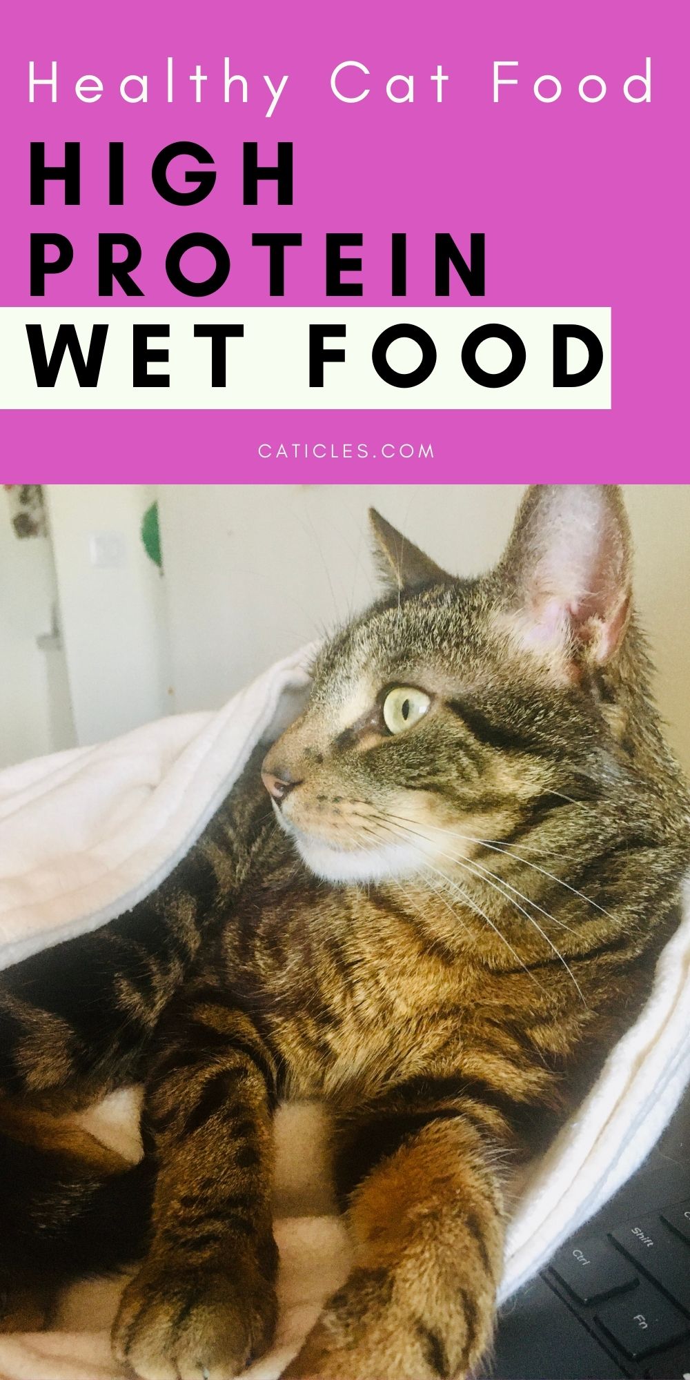 High Protein Low Carb Wet Cat Food for Weight Loss CATICLES