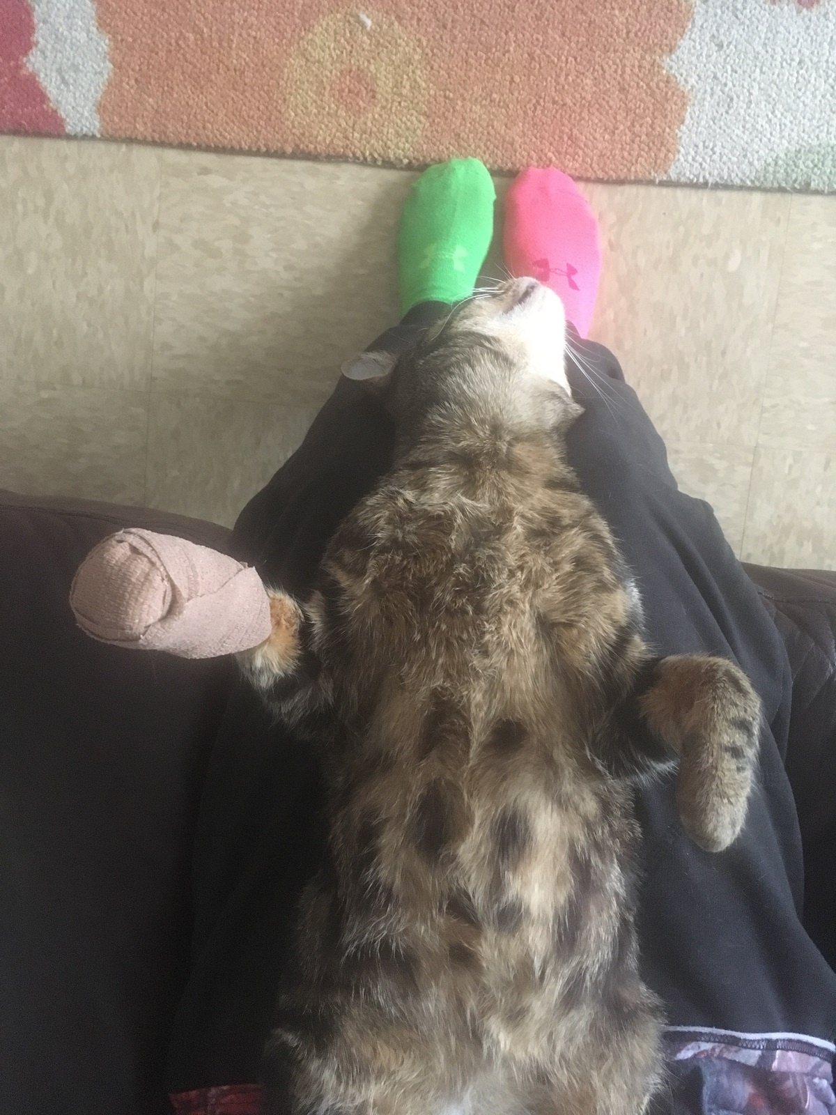 My First Cat Mistakes I Made And Owning A Cat 101 Caticles