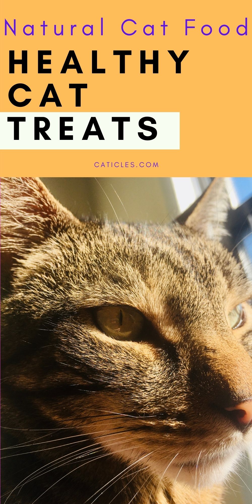 Healthy Cat Treats Brands Best For Training And Picky Eaters healthy-cat-treats-brands-best-for-training-and-picky-eaters