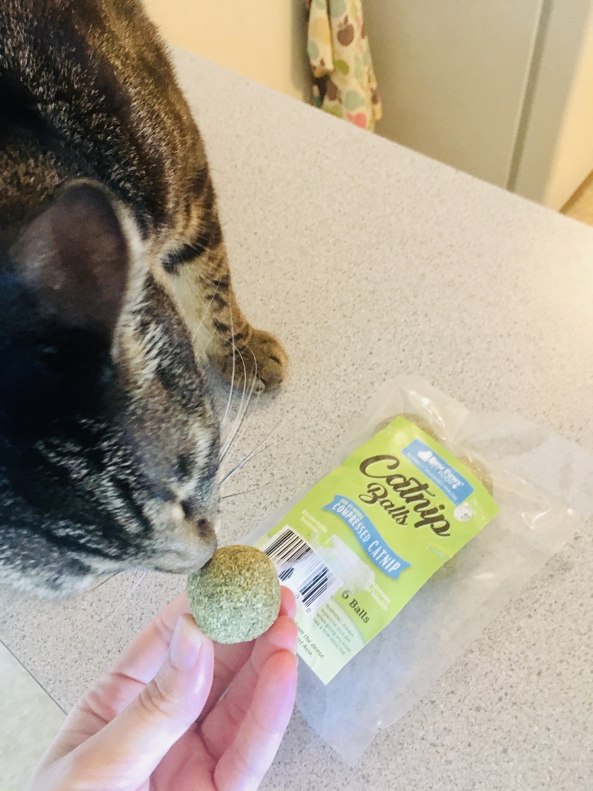 diy compressed catnip balls