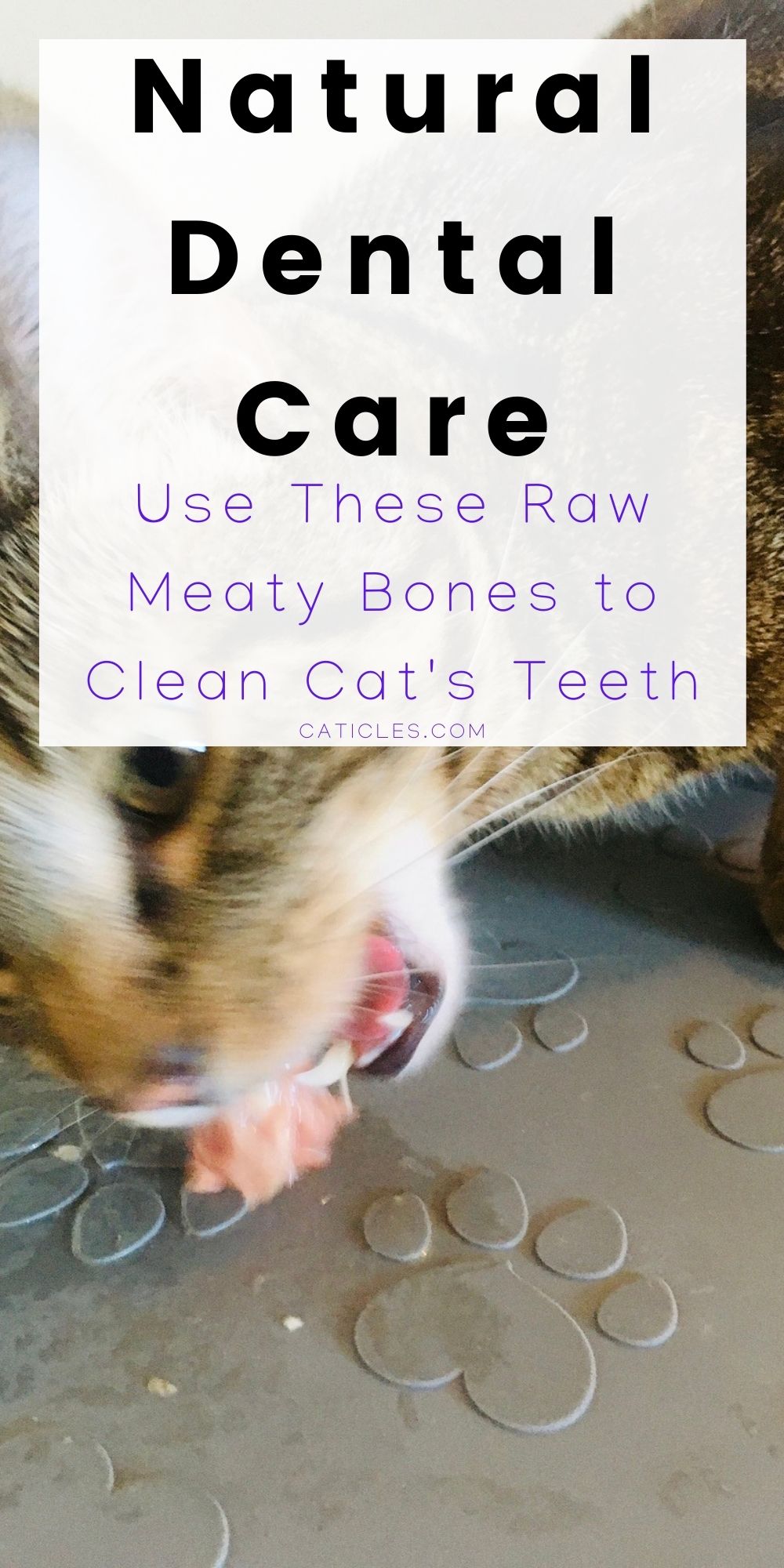 Raw Bones For Cats Are There Bones For Cats To Chew On